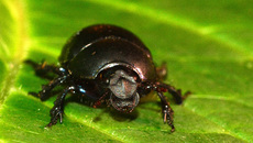 Waldmistkäfer (5).jpg